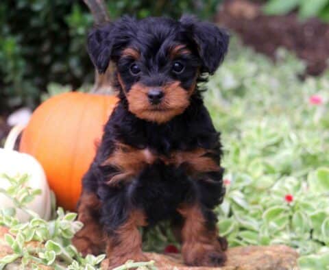 Bootsie Yorkiepoo2