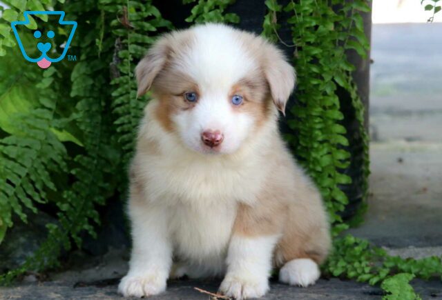 Boss Mini Australian Shepherd image