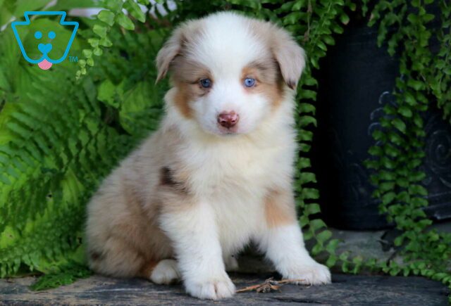 Boss Mini Australian Shepherd2 image