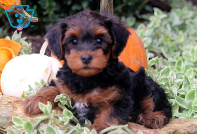 Breezie Yorkiepoo image