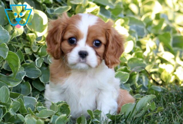 Brittany Cavalier image