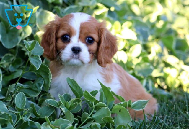 Brittany Cavalier2 image