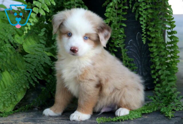 Bronx Mini Australian Shepherd image