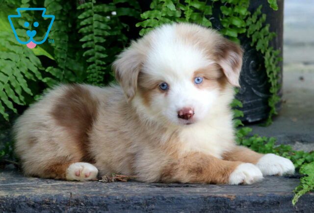 Bronx Mini Australian Shepherd2 image