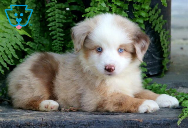 Bronx Mini Australian Shepherd3 image