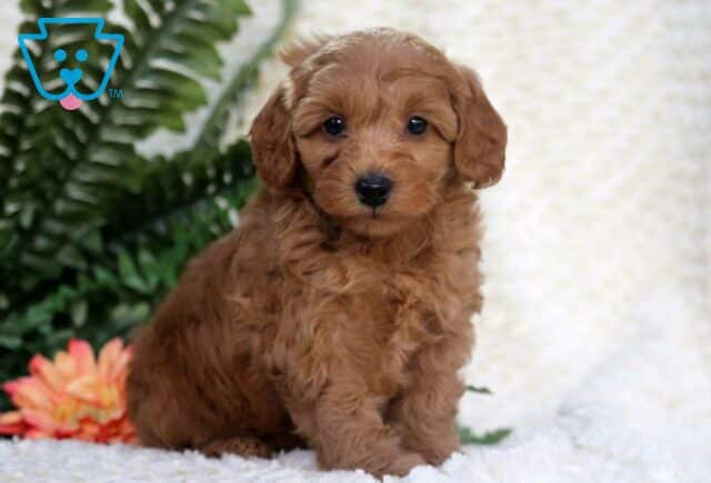 Buster Bear Toy Goldendoodle image