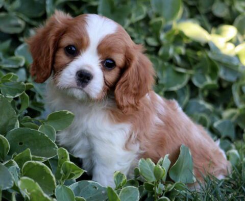 Buster Cavalier