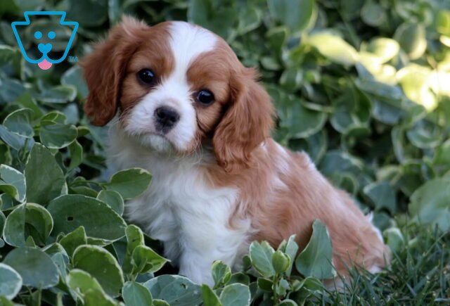 Buster Cavalier image