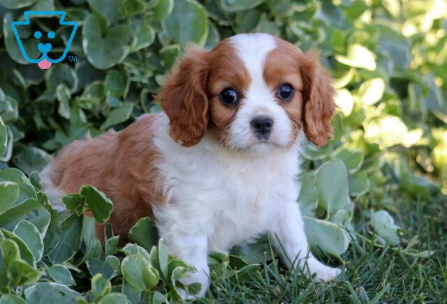 Buster Cavalier2 image
