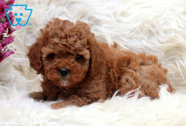 Cali Cavapoo image