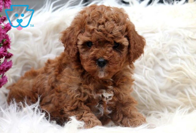 Cali Cavapoo2 image