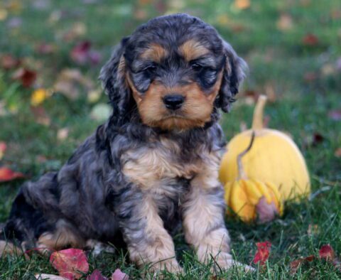 Champ Cockapoo2
