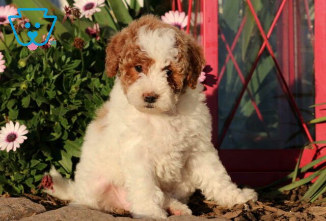 Charlotte Mini Goldendoodle image