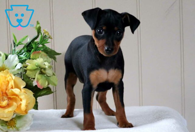 Checkers Min Pin2 image