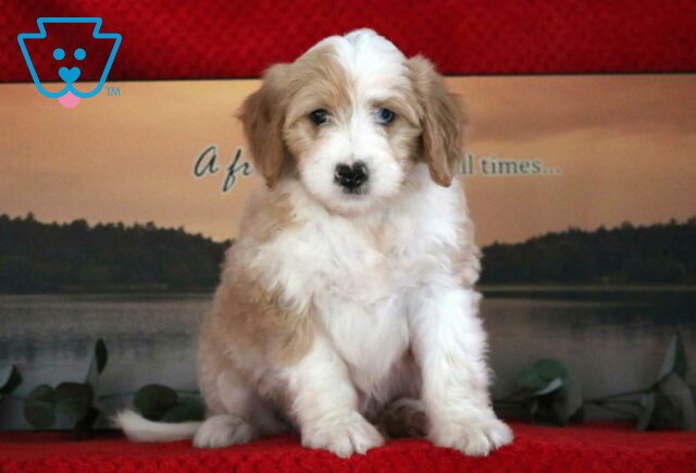 Chi Chi Mini Bernedoodle image