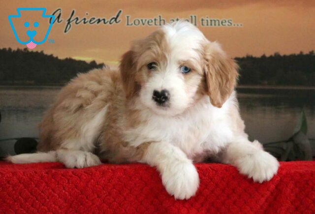 Chi Chi Mini Bernedoodle2 image