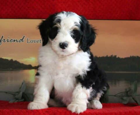 Chilly Mini Bernedoodle