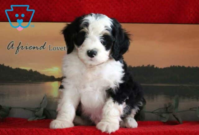 Chilly Mini Bernedoodle image
