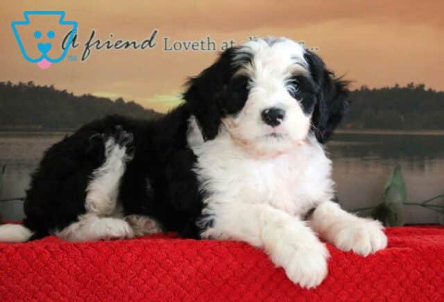 Chilly Mini Bernedoodle2 image