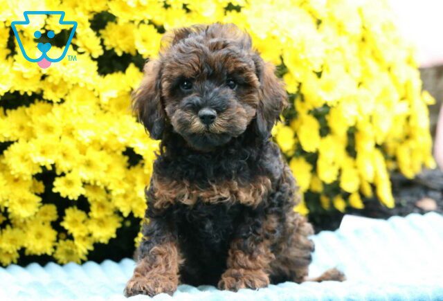 Coco Mini Poodle image