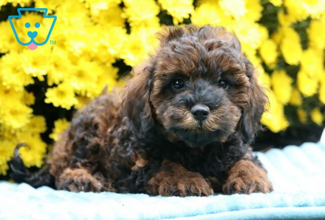Coco Mini Poodle2 image