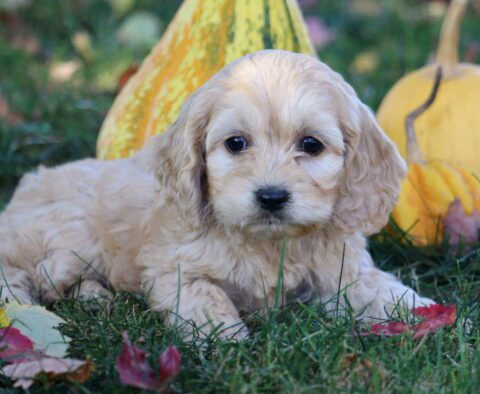 Cookie Cockapoo2