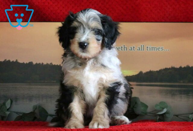 Cookie Mini Bernedoodle image