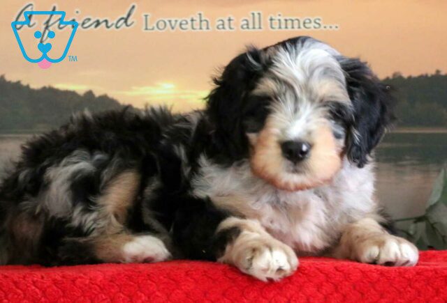 Cookie Mini Bernedoodle2 image