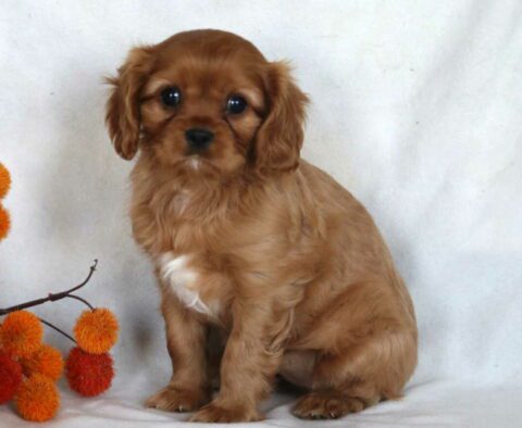 Daffy Cavalier