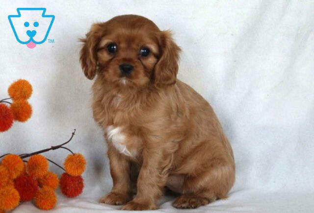 Daffy Cavalier image