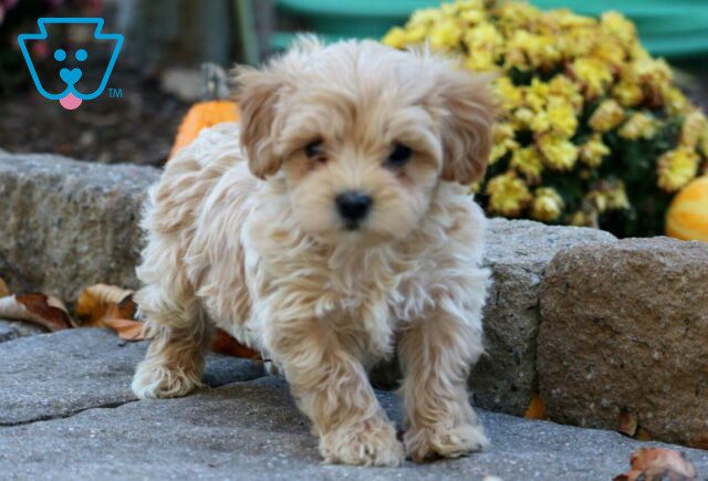 Dash Poodle Mix image
