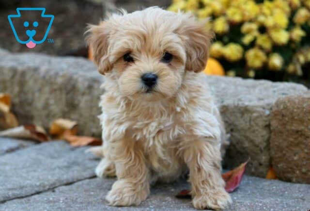 Dash Poodle Mix2 image