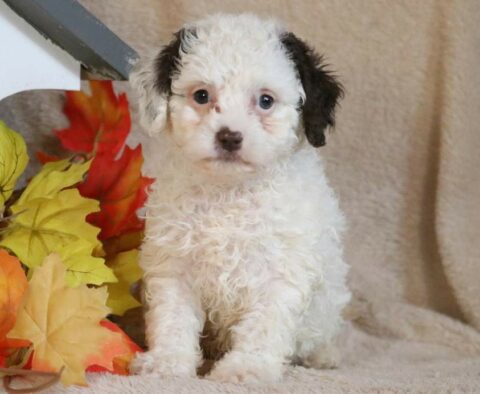 Demi Cavapoo