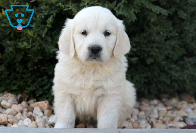 Dodger Eng Cream Golden image