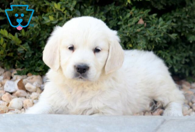 Dodger Eng Cream Golden2 image
