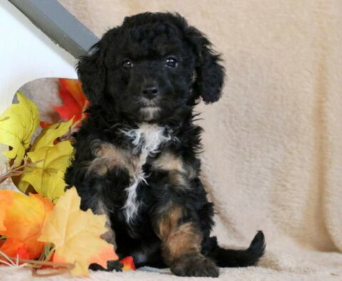 Dustin Cavapoo
