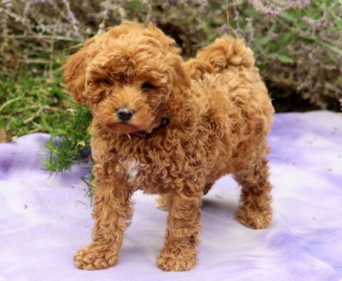 Faith Mini Poodle
