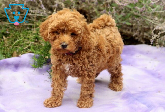 Faith Mini Poodle image