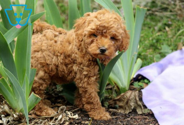 Faith Mini Poodle2 image