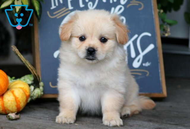 Fluff Pekingese image