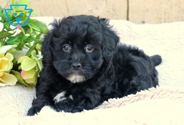 Forest Havanese Mix image