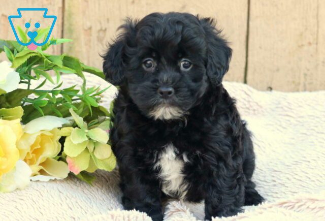 Forest Havanese Mix2 image