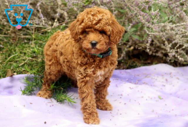 Frieda Mini Poodle image