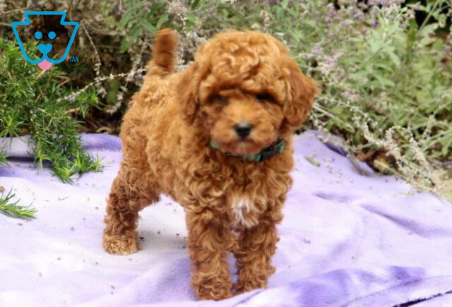 Frieda Mini Poodle2 image
