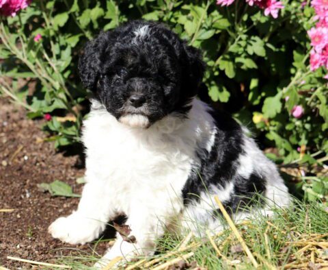 Gabby Mini Poodle