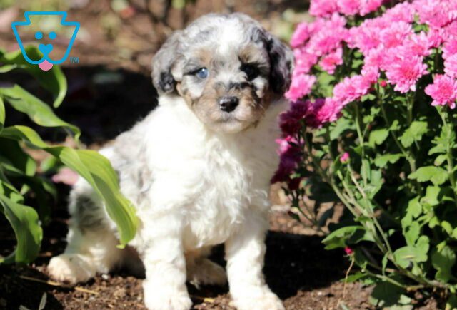 Gaven Mini Poodle image