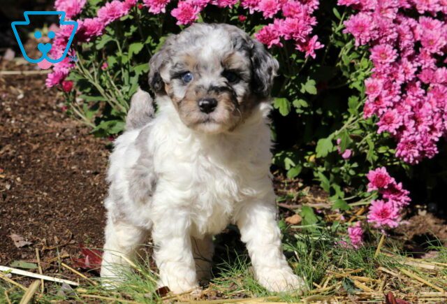 Gaven Mini Poodle2 image