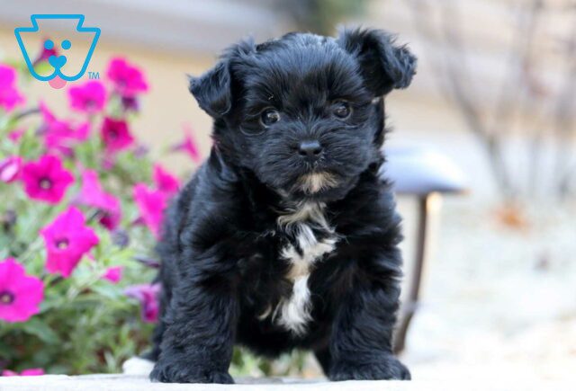 Gaven Yorkiepoo image