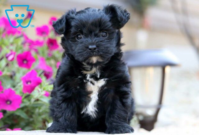 Gaven Yorkiepoo2 image