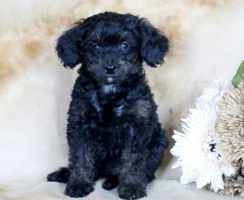 Ginger Mini Bernedoodle2